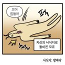 제주지네