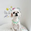 다올 그루밍 이미지