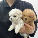 개린이집 강아지분양 고양이분양 전주본점 이미지