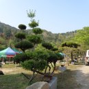 대흥조경