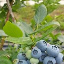 은택농장 이미지