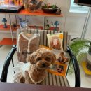 댕댕이점빵 | 우리집 댕댕이 생일파티에 초대합니다.(feat.댕냥이 점빵 도시락 케이크)