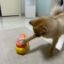 꼬리치는 강아지 | 🐶 오리팡팡 노즈워크 장난감 후기강아지 분리불안 훈련에도 최고예요! 💛