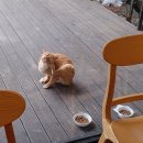 김밥천국제주대학점 티스토리