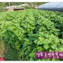 한정농장 이미지