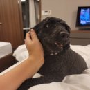 프레이저 플레이스 센트럴 서울 이미지