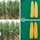 우수사료 이미지