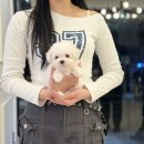 행복한 강아지 | 대구강아지분양후기 행복한 소식