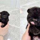 천안강아지분양 우리집퍼피 천안아산본점 (하이도그) 이미지