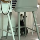 마이리틀펫 이미지