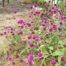 가송민박 이미지