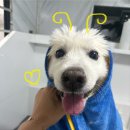 멍즈니랜드 이미지