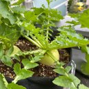 청경 | 베란다 텃밭)알타리무 수확, 청경무 수확, 알타리김치 담그기