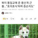 풍산개를 키우는데 드는 비용 이미지