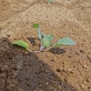 동부농약종묘사 이미지