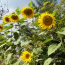 늘처음처럼 이미지