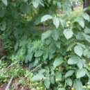 반야농장 이미지