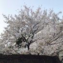 수원-0411 이미지