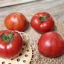 농부와꽃돼지 | 볼링치는농부 대저짭짤이토마토 너무 맛있네!