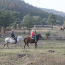 성산일출봉 근처 승마장,제주도 승마 체험:알프스 승마장 포니 이미지