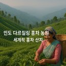 세계로관광농원 Daum카페