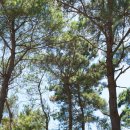 소나무언덕 이미지