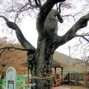 내태1리 이미지