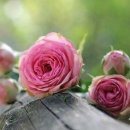 송파YMCA 이미지