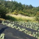 박상희 농장 이미지