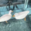 단짠아쿠아 평화점 이미지