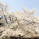 구일삼청과 | 한번쯤 가보고 싶은 서울 벚꽃길 / 이번주가 피크일듯