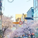 서울역삼초등학교 | [나들이] 강남 벚꽃 어디갈까? 양재천 vs 역삼초교사거리 비교 후기