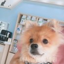 봉 동물병원 이미지