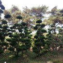 여주-0051 Daum카페
