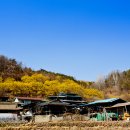 산수유피는마을 이미지
