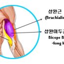 <이두 운동> 짐볼 밴드 컬 이미지