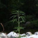 내린천약초 이미지