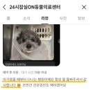 귀를 통한 건강관리 | 강아지 만두귀를 보인다면? &#39;이개혈종&#39;을 의심해 봐야 합니다.
