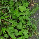 질경이농장 이미지