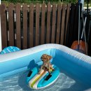 헤이, 댕댕 이미지