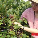 김옥태 농장 이미지