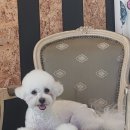 꼬몽그루밍 이미지