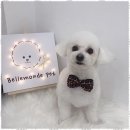 강아지 미용실 이미지