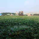 수완동 왕버들 이미지