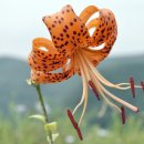 곰배령산장 이미지