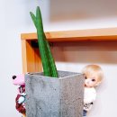 와니주니