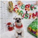 키티앤퍼피 이미지