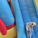 파파퍼피 DOG하우스 이미지