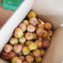 성진농장 이미지