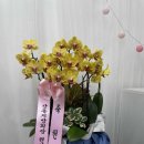 행운플라워 - 서구 대영로 69 | 행운플라워